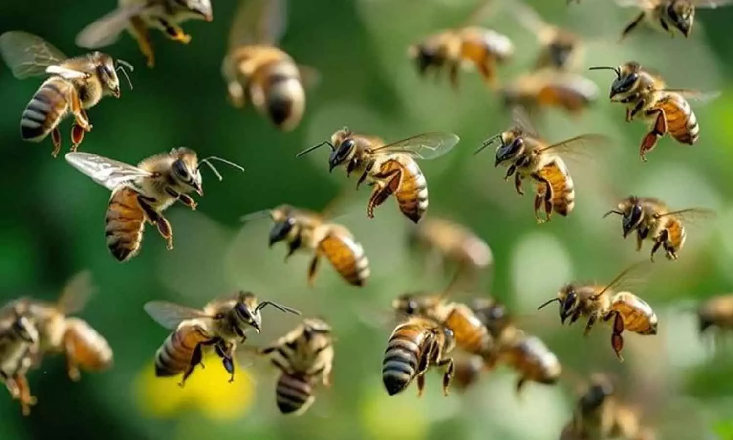 തൃശൂരിൽ പോളിങ്സ്റ്റേഷനിൽ തേനീച്ച ആക്രമണം; നിരവധി പേർക്ക് പരിക്ക് തൃശൂരിൽ പോളിങ്സ്റ്റേഷനിൽ തേനീച്ച ആക്രമണം; നിരവധി പേർക്ക് പരിക്ക്