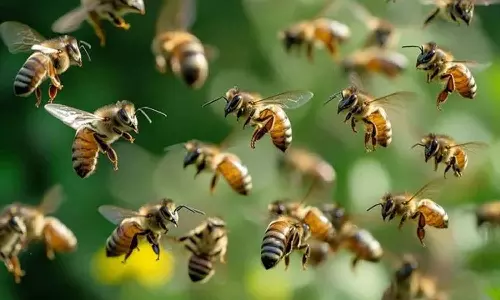 തൃശൂരിൽ പോളിങ്സ്റ്റേഷനിൽ തേനീച്ച ആക്രമണം; നിരവധി പേർക്ക് പരിക്ക്