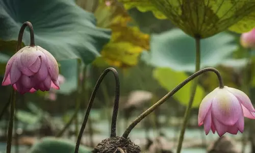 പന്തളത്ത് താമര പിഴുത് എൽഡിഎഫ്; എൻഡിഎ മൂന്നാം സ്ഥാനത്ത് പന്തളത്ത് താമര പിഴുത് എൽഡിഎഫ്; എൻഡിഎ മൂന്നാം സ്ഥാനത്ത്