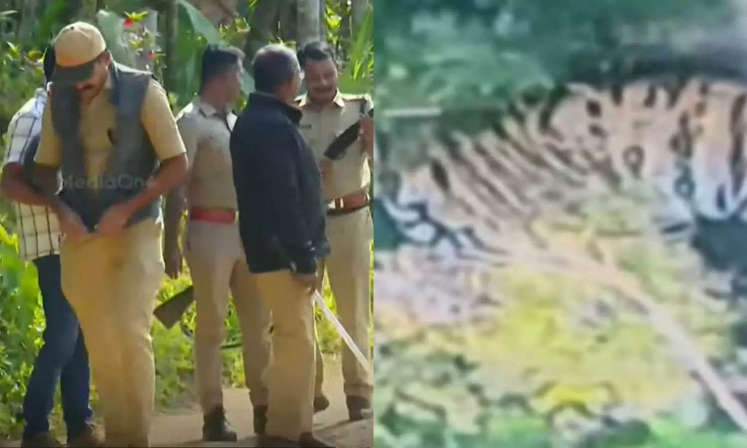 വയനാട് പച്ചിലക്കാട്ട് ജനവാസ മേഖലയിലിറങ്ങിയ കടുവയെ തിരിച്ചറിഞ്ഞു വയനാട് പച്ചിലക്കാട്ട് ജനവാസ മേഖലയിലിറങ്ങിയ കടുവയെ തിരിച്ചറിഞ്ഞു