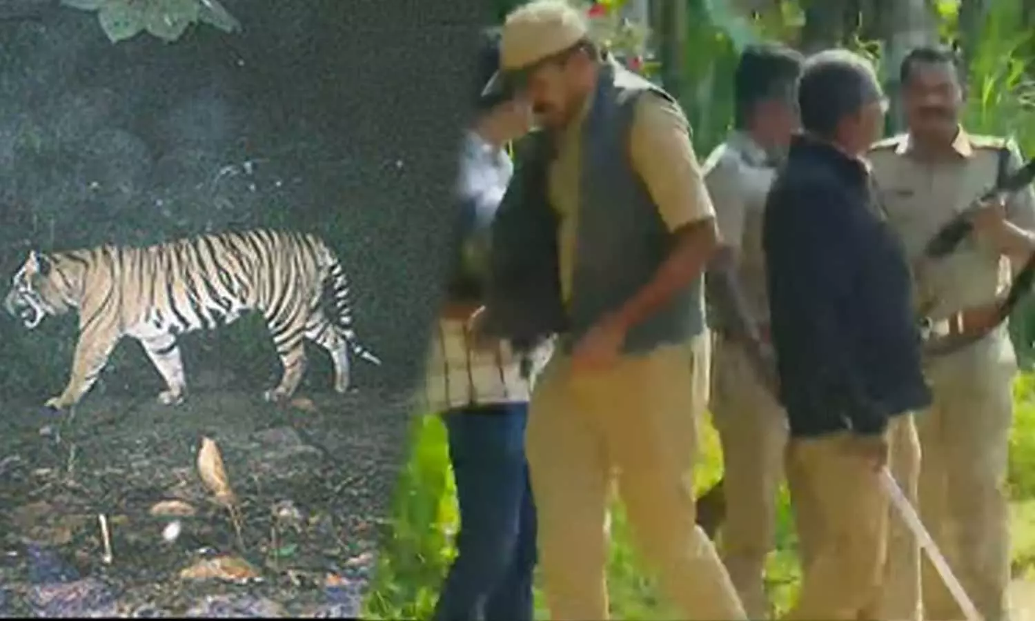 ആളുകൾ പുറത്തിറങ്ങരുത്; കടുവയെക്കണ്ട വയനാട് പച്ചിലക്കാട്ടിലെ പത്ത് വാർഡുകളിൽ നിരോധനാജ്ഞ