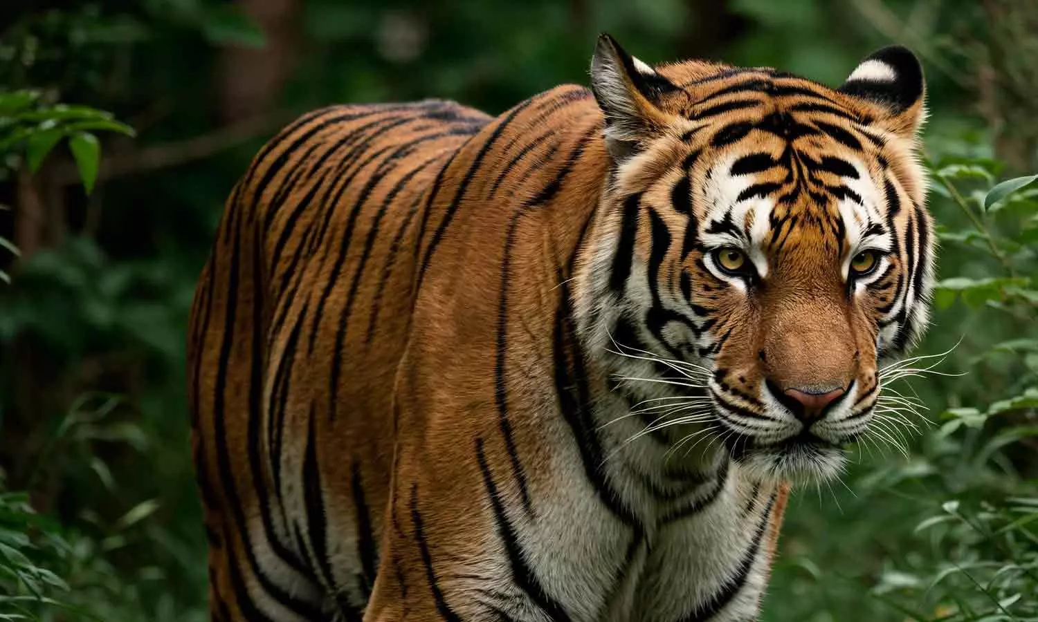 പച്ചിലക്കാട് കടുവയെ മയക്കുവെടി വെക്കാൻ വനം വകുപ്പ് ഉത്തരവിട്ടു പച്ചിലക്കാട് കടുവയെ മയക്കുവെടി വെക്കാൻ വനം വകുപ്പ് ഉത്തരവിട്ടു