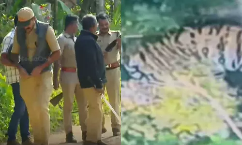 വയനാട് പച്ചിലക്കാട്ട് ജനവാസ മേഖലയിലിറങ്ങിയ കടുവയെ തിരിച്ചറിഞ്ഞു വയനാട് പച്ചിലക്കാട്ട് ജനവാസ മേഖലയിലിറങ്ങിയ കടുവയെ തിരിച്ചറിഞ്ഞു