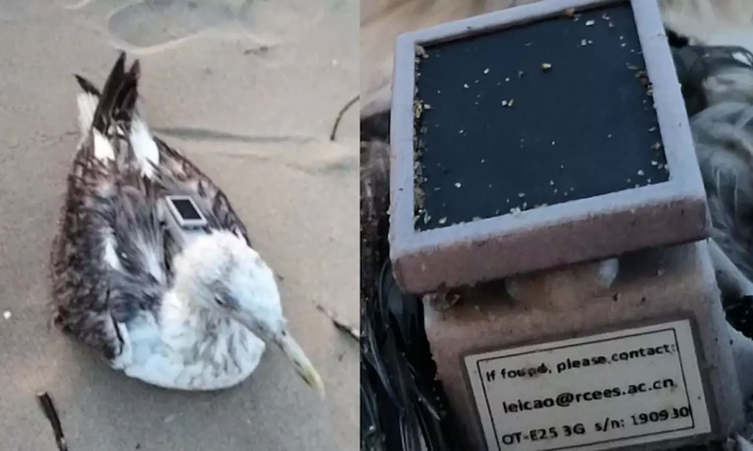 ചൈനയുടെ ജിപിഎസ് ഘടിപ്പിച്ച കടൽകാക്കയെ കർണാടക തീരത്ത് കണ്ടെത്തി ചൈനയുടെ ജിപിഎസ് ഘടിപ്പിച്ച കടൽകാക്കയെ കർണാടക തീരത്ത് കണ്ടെത്തി