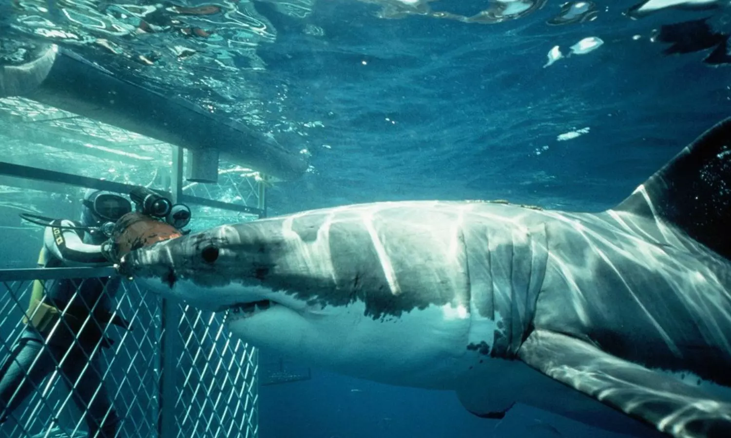 Diving with sharks in the sea!; Ras Hatba Reserve acquires first license in Saudi Arabia Diving with sharks in the sea!; Ras Hatba Reserve acquires first license in Saudi Arabia