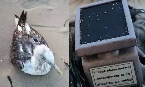 ചൈനയുടെ ജിപിഎസ് ഘടിപ്പിച്ച കടൽകാക്കയെ കർണാടക തീരത്ത് കണ്ടെത്തി ചൈനയുടെ ജിപിഎസ് ഘടിപ്പിച്ച കടൽകാക്കയെ കർണാടക തീരത്ത് കണ്ടെത്തി