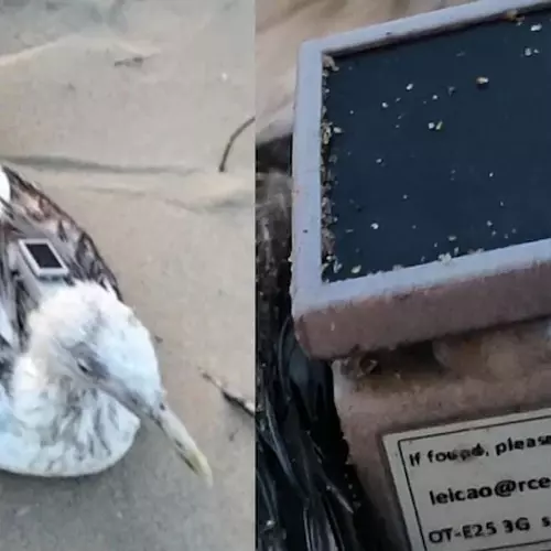 ചൈനയുടെ ജിപിഎസ് ഘടിപ്പിച്ച കടൽകാക്കയെ കർണാടക തീരത്ത് കണ്ടെത്തി