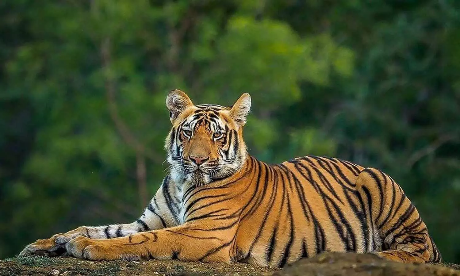 10 ലക്ഷം രൂപ ധനസഹായം, മകന് വനം വകുപ്പിൽ താത്കാലിക ജോലി; കടുവ ആക്രമണത്തിൽ മരിച്ച കൂമൻ്റെ കുടുംബത്തിനുള്ള സഹായം പ്രഖ്യാപിച്ചു 10 ലക്ഷം രൂപ ധനസഹായം, മകന് വനം വകുപ്പിൽ താത്കാലിക ജോലി; കടുവ ആക്രമണത്തിൽ മരിച്ച കൂമൻ്റെ കുടുംബത്തിനുള്ള സഹായം പ്രഖ്യാപിച്ചു
