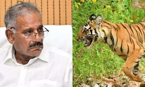 കടുവയുടെ ആക്രമണം; കടുവയെ കണ്ടെത്തുന്നതിന് നടപടികള്‍ ആരംഭിച്ചതായി എ.കെ ശശീന്ദ്രന്‍