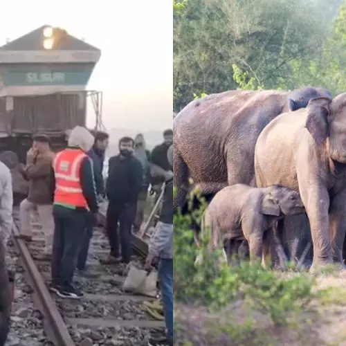 5 Rajdhani Express Coaches Derail 7 Elephants Killed After Collision In Assam