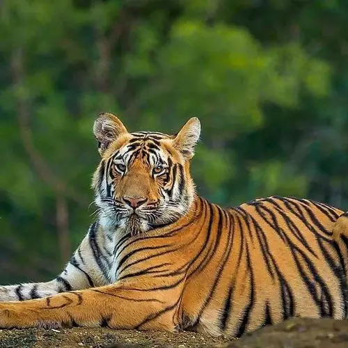 10 ലക്ഷം രൂപ ധനസഹായം, മകന് വനം വകുപ്പിൽ താത്കാലിക ജോലി;   കടുവ ആക്രമണത്തിൽ മരിച്ച കൂമൻ്റെ കുടുംബത്തിനുള്ള സഹായം പ്രഖ്യാപിച്ചു