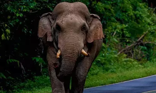 കണ്ണൂര്‍ അയ്യങ്കുന്നില്‍ ജനവാസമേഖലയില്‍ കാട്ടാനയിറങ്ങി