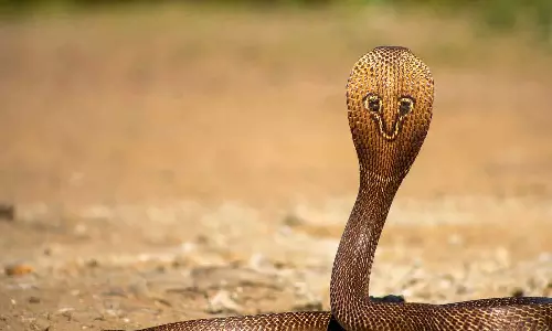 അച്ഛനെ കൊലപ്പെടുത്താൻ പാമ്പിനെ കൊണ്ട് രണ്ട് തവണ കടുപ്പിച്ചു; ആദ്യം മൂർഖനെ കൊണ്ട് കാലിൽ കടുപ്പിച്ചു, പിന്നീട് കഴുത്തിലും; ലക്ഷ്യം കോടികളുടെ ഇൻഷുറൻസ് തുക