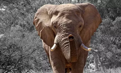 കാട്ടാന ഭീഷണി; അയ്യങ്കുന്നിൽ നിരോധനാജ്ഞ പ്രഖ്യാപിച്ചു