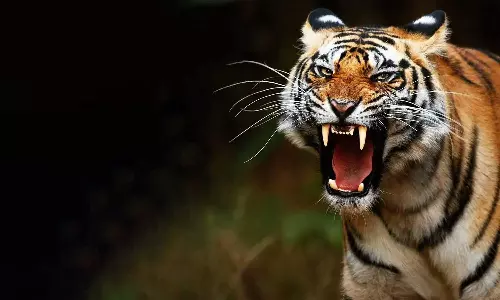Order to Chemical immobilization to Man Eating Tiger in Pulpally Wayanad