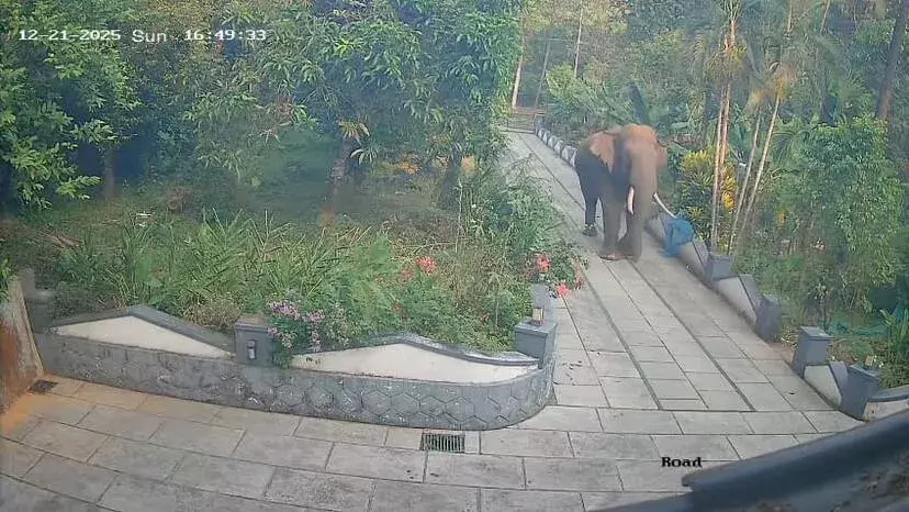 കണ്ണൂർ അയ്യൻകുന്നിൽ ഇറങ്ങിയ കാട്ടാനയെ തുരത്താനുള്ള ശ്രമം തുടരുന്നു;  പഞ്ചായത്തിൽ നിരോധനാജ്ഞ