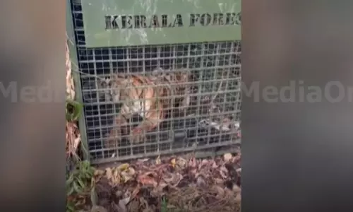 പത്തനംതിട്ടയിൽ ഇറങ്ങിയ കടുവ കെണിയിൽ വീണു