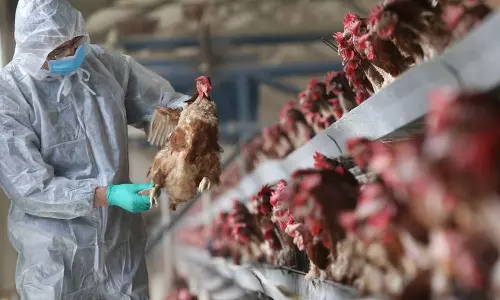 കോട്ടയത്തും കുട്ടനാട്ടിലും പക്ഷിപ്പനി സ്ഥിരീകരിച്ചു