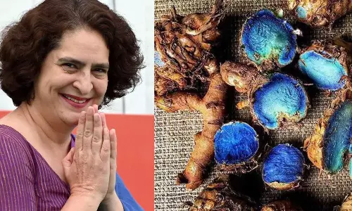 ശൈത്യകാല സമ്മേളനത്തിൽ വയനാട്ടിലെ നീല മഞ്ഞൾ പരാമർശിച്ച് പ്രിയങ്ക ഗാന്ധി: ആരോഗ്യ ഗുണങ്ങൾ അറിയാം