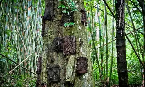 ഈ ഇന്തോനേഷ്യൻ ഗോത്രം ഒരിക്കൽ മരങ്ങൾക്കുള്ളിൽ മരിച്ച കുഞ്ഞുങ്ങളെ കുഴിച്ചിട്ടിരുന്നു; എന്തുകൊണ്ട്? ഈ ഇന്തോനേഷ്യൻ ഗോത്രം ഒരിക്കൽ മരങ്ങൾക്കുള്ളിൽ മരിച്ച കുഞ്ഞുങ്ങളെ കുഴിച്ചിട്ടിരുന്നു; എന്തുകൊണ്ട്?