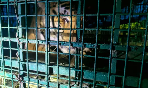 വയനാട് വണ്ടിക്കടവിലെ നരഭോജി കടുവ കൂട്ടിൽ; തുറന്ന് വിടില്ലെന്ന് വനം വകുപ്പ്‌