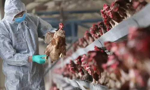 സംസ്ഥാനത്ത് വീണ്ടും പക്ഷിപ്പനി; നിയന്ത്രണങ്ങൾ കടുപ്പിക്കാൻ ജില്ലാ ഭരണകൂടങ്ങൾ