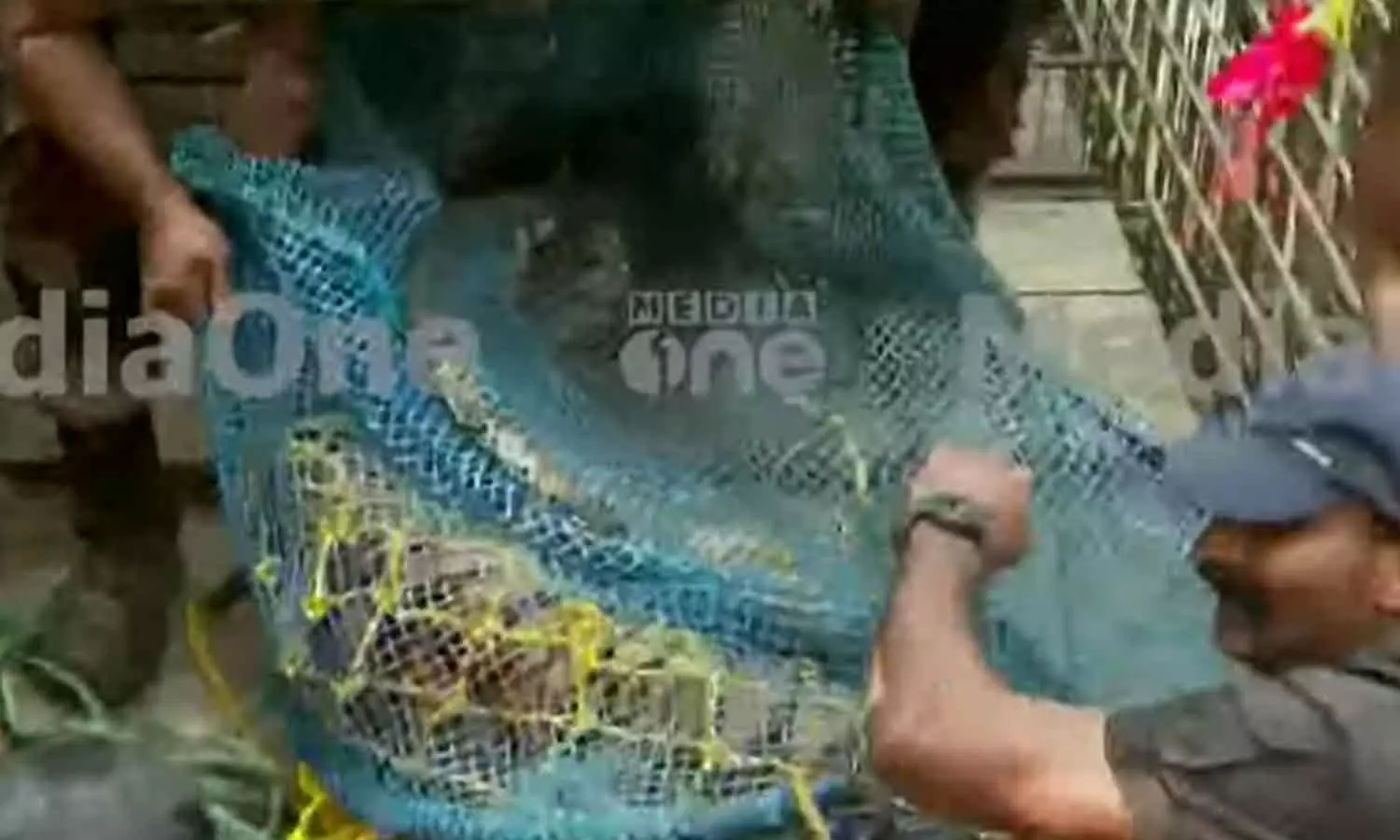 ചിറ്റാറിൽ കിണറ്റിൽ വീണ കടുവയെ പുറത്തെത്തിച്ചു ചിറ്റാറിൽ കിണറ്റിൽ വീണ കടുവയെ പുറത്തെത്തിച്ചു