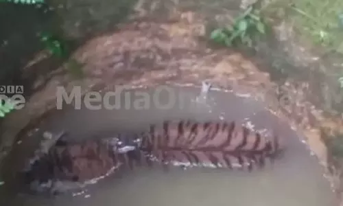 പത്തനംതിട്ട ചിറ്റാറിൽ ജനവാസമേഖലയിൽ കടുവ കിണറ്റിൽ വീണു
