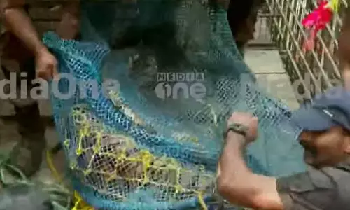 ചിറ്റാറിൽ കിണറ്റിൽ വീണ കടുവയെ പുറത്തെത്തിച്ചു