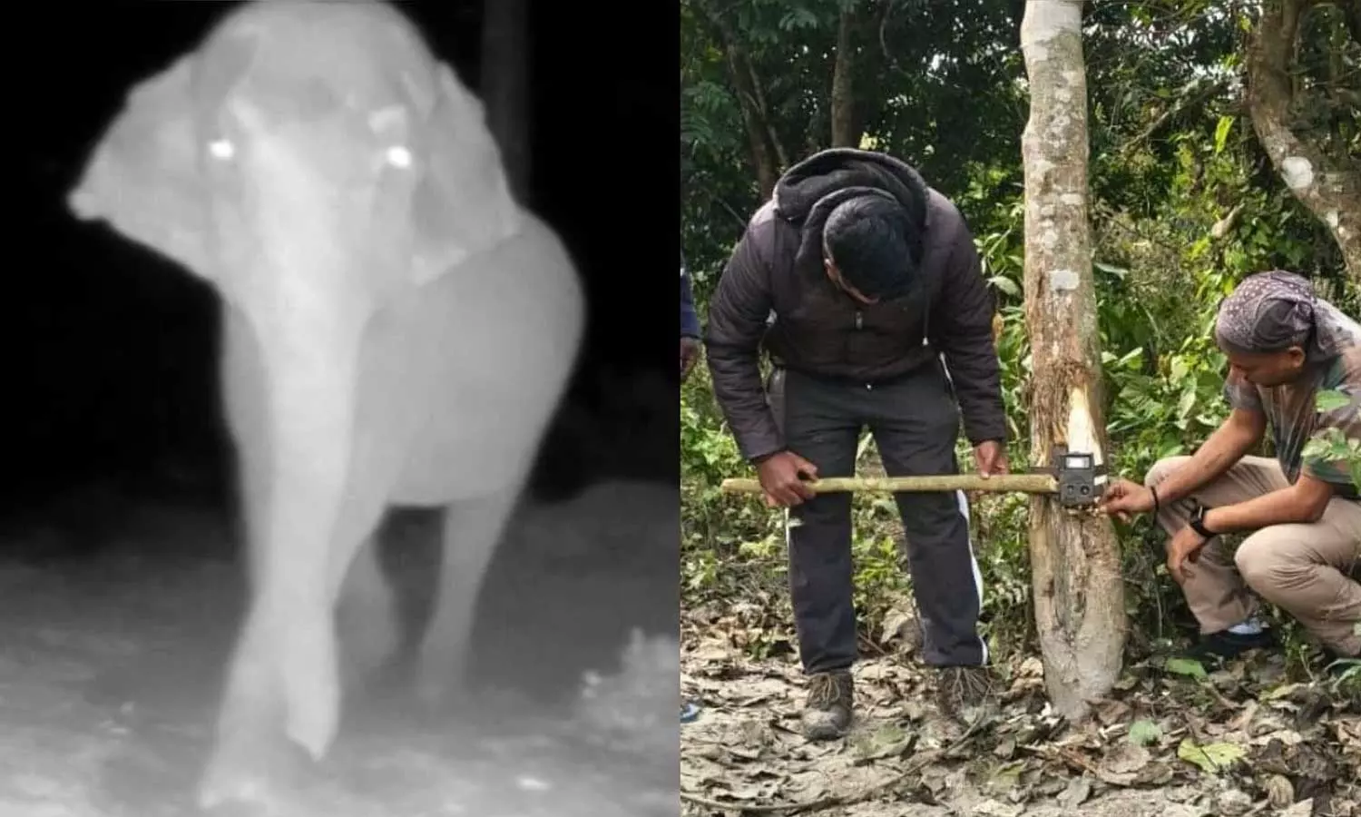 ക്യാമറക്കണ്ണുകൾക്കൊക്കെ പരിധിയുണ്ട് സാറേ; വനംവകുപ്പ് സ്ഥാപിച്ച ക്യാമറ കശക്കിയെറിഞ്ഞ് ഒറ്റക്കൊമ്പൻ, വീഡിയോ വൈറൽ ക്യാമറക്കണ്ണുകൾക്കൊക്കെ പരിധിയുണ്ട് സാറേ; വനംവകുപ്പ് സ്ഥാപിച്ച ക്യാമറ കശക്കിയെറിഞ്ഞ് ഒറ്റക്കൊമ്പൻ, വീഡിയോ വൈറൽ