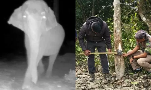 ക്യാമറക്കണ്ണുകൾക്കൊക്കെ പരിധിയുണ്ട് സാറേ; വനംവകുപ്പ് സ്ഥാപിച്ച ക്യാമറ കശക്കിയെറിഞ്ഞ് ഒറ്റക്കൊമ്പൻ, വീഡിയോ വൈറൽ