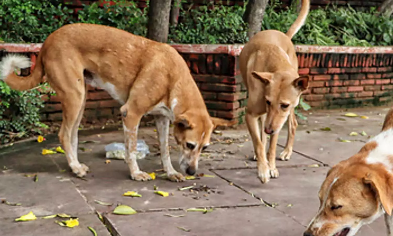 തെരുവുനായ്ക്കളെ കേബിള്‍ വയറുകൊണ്ട് ശ്വാസം മുട്ടിച്ചു കൊന്നു; ഏഴ് വിദ്യാര്‍ഥികള്‍ക്കെതിരെ അന്വേഷണം ആരംഭിച്ച് പൊലീസ്
