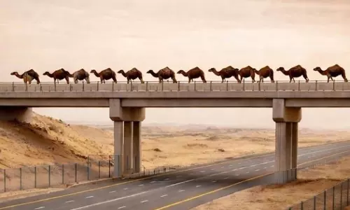 Special bridges for camels to cross roads in Saudi Arabia