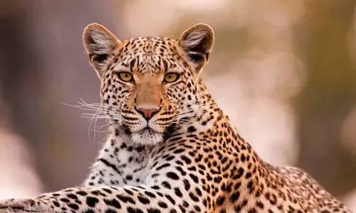 ഭക്ഷണം കഴിക്കുന്നതിനിടെ പുലിയുടെ ആക്രമണം; രക്ഷപ്പെടാൻ കിണറ്റിൽ ചാടിയ കർഷകൻ മരിച്ചു, പിന്നാലെ ചാടിയ പുലിയും ചത്തു