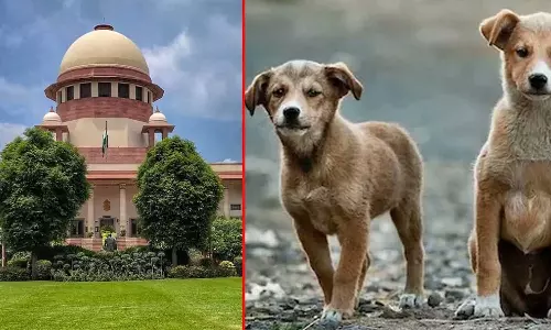 കടിക്കാതിരിക്കാൻ നായകൾക്ക് കൗൺസിലിംഗ് നൽകുക മാത്രമാണ് ഇനി ബാക്കിയുള്ളത്: മൃഗസ്‌നേഹികൾക്ക് സുപ്രിംകോടതിയുടെ പരിഹാസം
