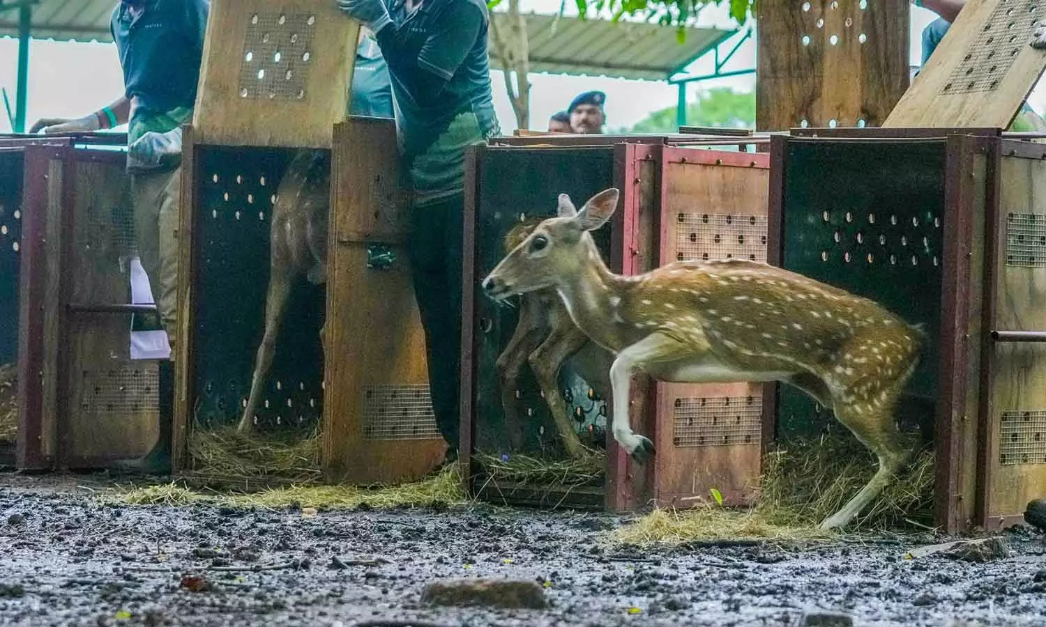 വന്താര; കഥയ്ക്കപ്പുറം നടക്കുന്ന കാർബൺ, ഭൂമി, അധികാര രാഷ്ട്രീയം വന്താര; കഥയ്ക്കപ്പുറം നടക്കുന്ന കാർബൺ, ഭൂമി, അധികാര രാഷ്ട്രീയം