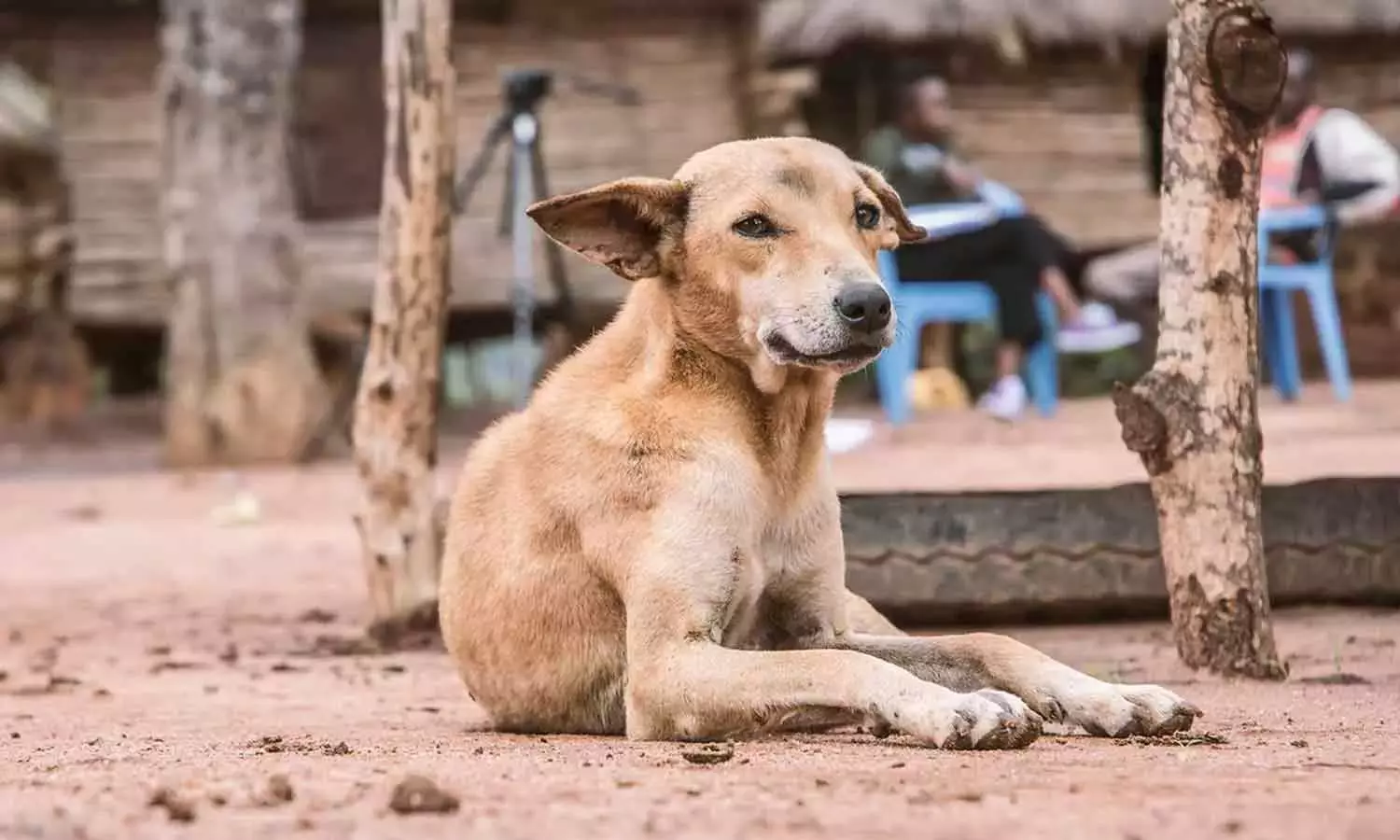 വളർത്തുനായ്ക്കളുടെ കടിയേറ്റ് പ്ലസ് ടു വിദ്യാർഥിനിക്ക് ഗുരുതര പരിക്ക്; അലക്ഷ്യമായി അഴിച്ചുവിട്ട ഉടമക്കെതിരെ കേസെടുത്ത് പൊലീസ് വളർത്തുനായ്ക്കളുടെ കടിയേറ്റ് പ്ലസ് ടു വിദ്യാർഥിനിക്ക് ഗുരുതര പരിക്ക്; അലക്ഷ്യമായി അഴിച്ചുവിട്ട ഉടമക്കെതിരെ കേസെടുത്ത് പൊലീസ്