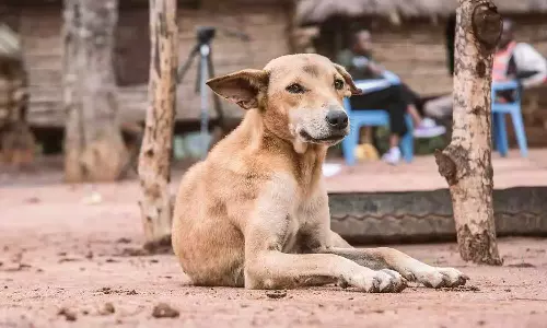 വളർത്തുനായ്ക്കളുടെ കടിയേറ്റ് പ്ലസ് ടു വിദ്യാർഥിനിക്ക് ഗുരുതര പരിക്ക്; അലക്ഷ്യമായി അഴിച്ചുവിട്ട ഉടമക്കെതിരെ കേസെടുത്ത് പൊലീസ്