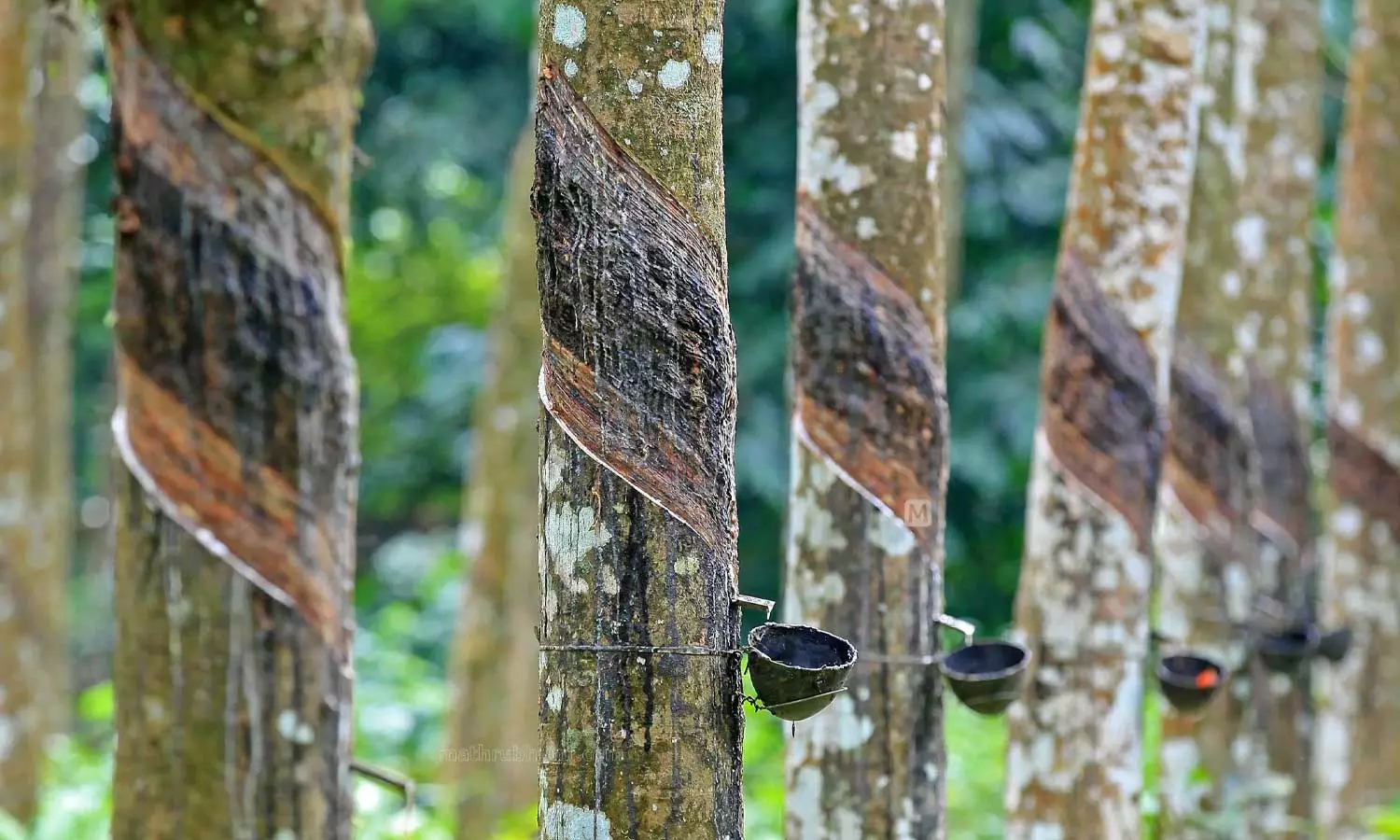 കോട്ടയത്ത് റബർ ഫാക്ടറി അടച്ചു പൂട്ടാന് ഹൈക്കോടതി ഉത്തരവ് കോട്ടയത്ത് റബർ ഫാക്ടറി അടച്ചു പൂട്ടാന് ഹൈക്കോടതി ഉത്തരവ്