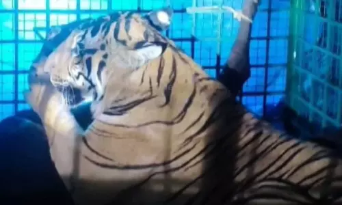 കണ്ണൂർ അയ്യൻകുന്നിൽ ജനവാസമേഖലയിലിറങ്ങിയ കടുവ കൂട്ടിൽ, പശുക്കളെ കൊന്ന കടുവയെന്ന് സംശയം