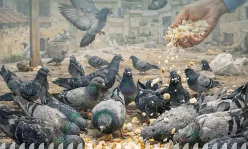 പൊതുസ്ഥലങ്ങളിൽ പക്ഷികൾക്ക് തീറ്റ നൽകരുത്; കർശന മുന്നറിയിപ്പുമായി മസ്‌കത്ത് മുനിസിപ്പാലിറ്റി