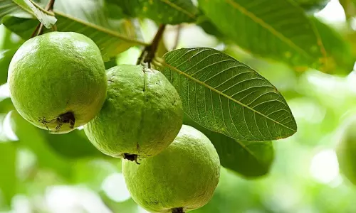 കമാന്‍ഡന്‍റിന്‍റെ വീട്ടിലെ പേരയ്ക്ക പൊട്ടിച്ചതിന് എസ്ഡിആർഎഫ് ജവാന് നോട്ടീസ്