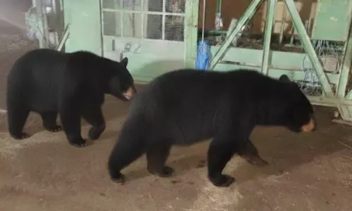 കഞ്ചിക്കോട്ടെ ജനവാസ മേഖലയിൽ കരടികൾ