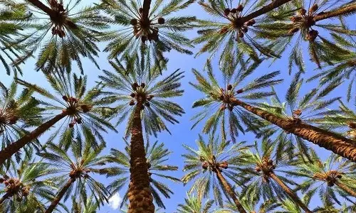 Saudi Arabia ranks first in global date exports