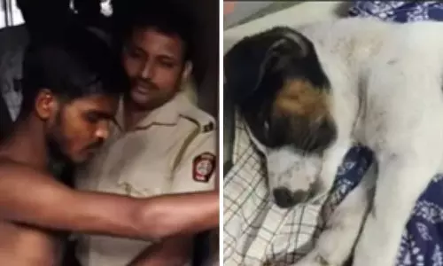 രണ്ടര മാസം പ്രായമുള്ള നായ്ക്കുട്ടിക്കെതിരെ ലൈംഗികാതിക്രമവും ക്രൂരമർദനവും; യുവാവ് പിടിയിൽ