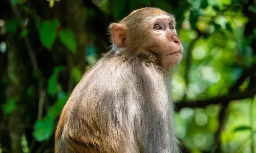 ജീവൻ താങ്ങി നിർത്തിയ ഡയപ്പർ; കുരങ്ങൻ തട്ടിയെടുത്ത് കിണറ്റിലെറിഞ്ഞ കുഞ്ഞിന് ലൈഫ് ജാക്കറ്റ് ആയത് ധരിച്ചിരുന്ന ഡയപ്പർ