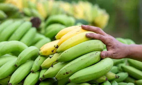 മരുന്ന് കുത്തിവെച്ചതോ? കൃത്രിമമായി പഴുപ്പിച്ച വാഴപ്പഴം എങ്ങനെ തിരിച്ചറിയാം...