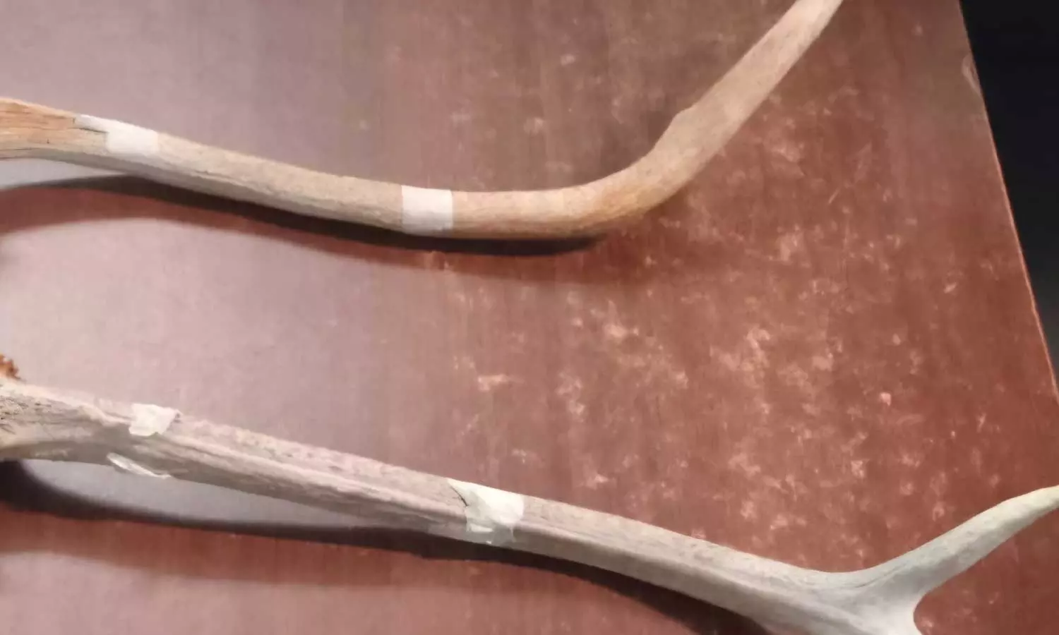 കൊച്ചി മെട്രോ സ്റ്റേഷനിൽ മ്ലാവിന്റെ കൊമ്പുമായി ഒരാൾ പിടിയിൽ കൊച്ചി മെട്രോ സ്റ്റേഷനിൽ മ്ലാവിന്റെ കൊമ്പുമായി ഒരാൾ പിടിയിൽ