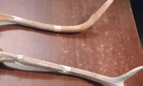 കൊച്ചി മെട്രോ സ്റ്റേഷനിൽ മ്ലാവിന്റെ കൊമ്പുമായി ഒരാൾ പിടിയിൽ