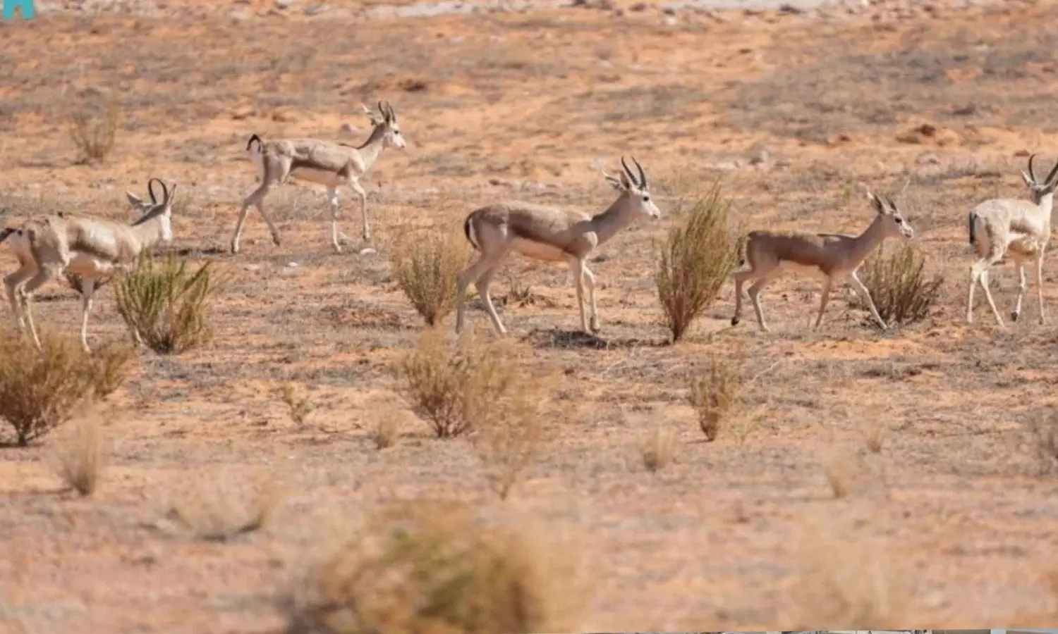 35 wild animals released into King Abdulaziz Reserve